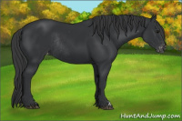 Horse Color:Black Appaloosa Rabicano 