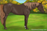 Horse Color:Liver Chestnut 