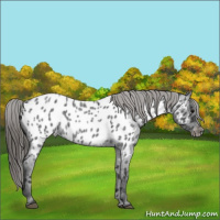 Horse Color:Blue Roan Appaloosa