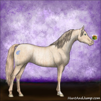 Horse Color:Gold Champagne Pearl Rabicano and Gold Champagne Pearl Dun Rabicano
