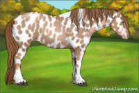 Horse Color:Liver Red Roan Pearl Tobiano Frame Appaloosa 