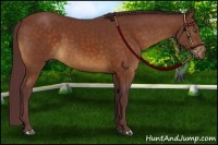 Horse Color:Chocolate Buckskin 