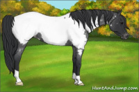Horse Color:Blue Roan Snowcap 