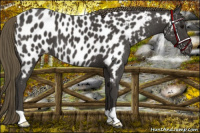 Horse Color:Smoky Black Near Leopard 