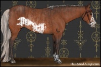 Horse Color:Brown Frame Rabicano  and Silver Brown Frame Rabicano 