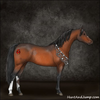 Horse Color:Brown Rabicano and Brown Rabicano