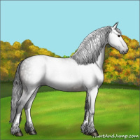 Horse Color:Gray White Spotted Bay 