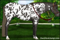 Horse Color:Smoky Black Near Leopard 