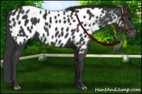 Horse Color:Black Near Leopard