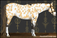 Horse Color:Buckskin Roan Appaloosa 
