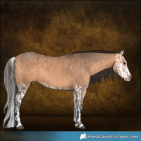 Horse Color:Bay Dun  and Bay Dun Splash 
