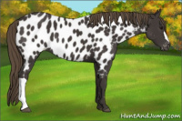 Horse Color:Smoky Black Appaloosa 