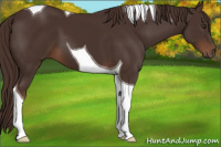 Horse Color:Liver Chestnut Tobiano