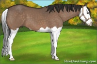 Horse Color:Brown Dun Splash 