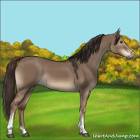 Horse Color:White Spotted Liver Red Dun Tobiano