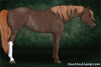 Horse Color:Liver Chestnut Rabicano 