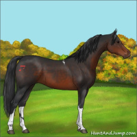 Horse Color:Brown Tobiano