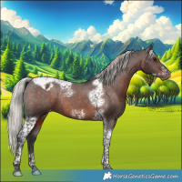 Horse Color:Silver Brown Tobiano Frame Appaloosa Rabicano