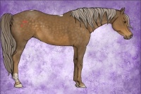 Horse Color:Chocolate Palomino Tobiano 