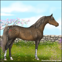 Horse Color:Chocolate Palomino Tobiano 