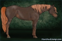 Horse Color:Liver Chestnut Rabicano