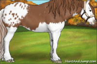 Horse Color:Chestnut Sabino Splash Appaloosa 