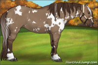 Horse Color:White Spotted Liver Red Dun Sabino 