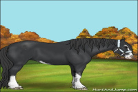 Horse Color:Black Sabino 