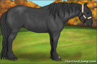 Horse Color:Blue Roan 