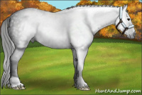 Horse Color:Gray Blue Roan 