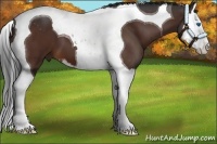 Horse Color:Bay Sabino Splash Tobiano 