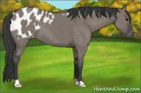Horse Color:Grullo Appaloosa Brindle 