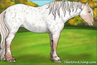 Horse Color:Silver Classic Champagne Roan Dun Appaloosa 