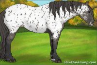 Horse Color:Grullo Appaloosa 
