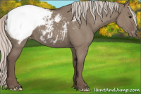 Horse Color:Silver Grullo Appaloosa 