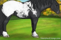Horse Color:Black Appaloosa