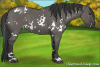 Horse Color:White Spotted Grullo