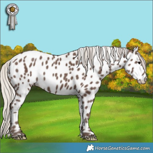 Horse Color:Silver Black Appaloosa 