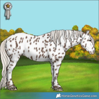 Horse Color:Silver Black Appaloosa 