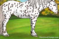 Horse Color:Silver Black Appaloosa 