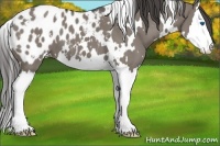 Horse Color:White Spotted Grullo Splash Appaloosa 