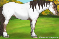Horse Color:Classic Champagne Appaloosa 