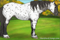 Horse Color:Grullo Appaloosa 
