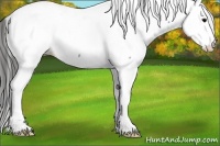 Horse Color:Grullo Appaloosa 