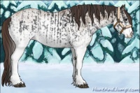 Horse Color:White Spotted Blue Roan Rabicano and White Spotted Classic Champagne Roan Rabicano