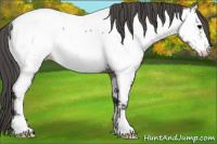 Horse Color:Grullo Appaloosa 
