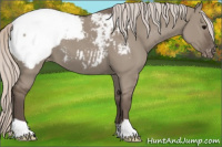 Horse Color:Silver Grullo Appaloosa 