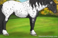 Horse Color:Black Appaloosa 
