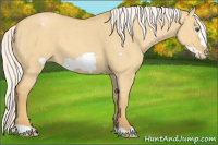 Horse Color:Silver Classic Cream Champagne Dun Frame Appaloosa 