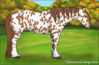 Horse Color:Chestnut Sabino Tobiano Appaloosa 